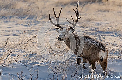 A Large Mule Deer Buck in Snow Stock Photo