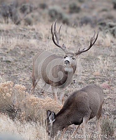 Large mule deer buck Stock Photo