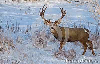 A Large Mule Deer Buck in Snow Stock Photo