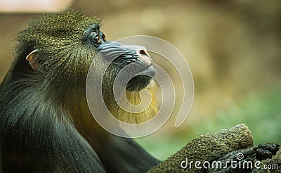 Large multicolor mandrill with expressive face Stock Photo