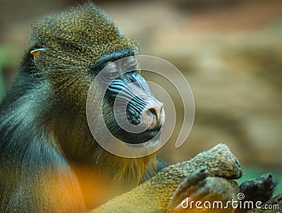 Large multicolor mandrill with expressive face Stock Photo