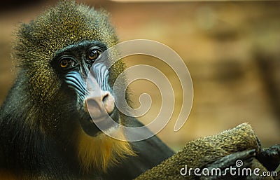 Large multicolor mandrill with expressive face Stock Photo
