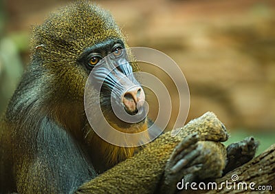 Large multicolor mandrill with expressive face Stock Photo