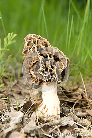 Large Mushroom Stock Photo