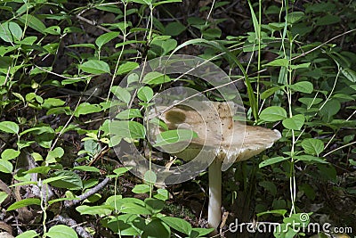 Large mushroom on the forest floor Stock Photo