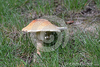 Large mushroom 8 Stock Photo