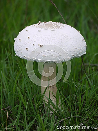 Large mushroom Stock Photo