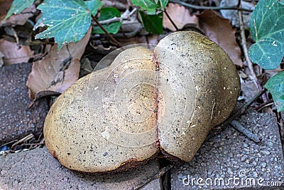 Large mushroom growing on the paving Stock Photo