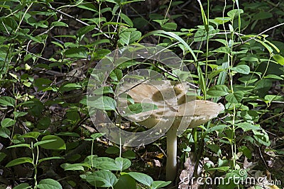 Large mushroom on the forest floor Stock Photo