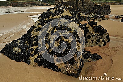 Large Mussel Colony On The Rocky Sand Beach Of Cap Frehel Bretagne France Stock Photo