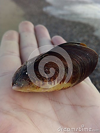 A large mussel Stock Photo