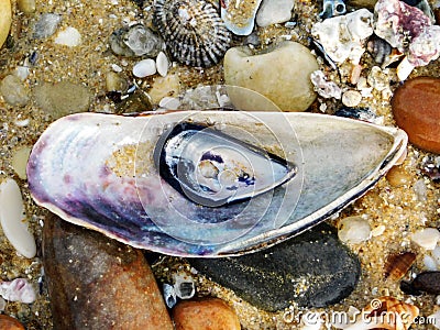 Large mussel shell with small mussel shell Stock Photo