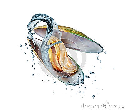 Large mussel in a shell with splashes of water isolated on a white background Stock Photo