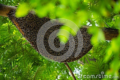 Large natural beehive hanging on a tree Stock Photo
