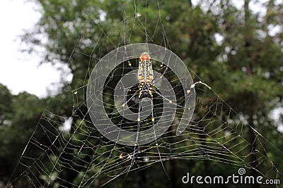 Large Nephila maculata, Giant Long-jawed northern golden orb weaver or Giant wood spider on web Stock Photo