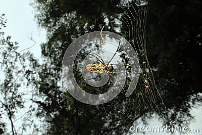 Large Nephila maculata, Giant Long-jawed northern golden orb weaver or Giant wood spider on web Stock Photo