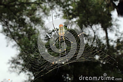 Large Nephila maculata, Giant Long-jawed northern golden orb weaver or Giant wood spider on web Stock Photo