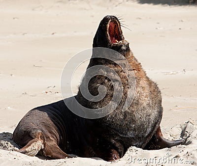A large New Zealand Sea Lion yawning and stretching at a beach at Surat Bay in the Catlins in the South Island in New Zealand Stock Photo