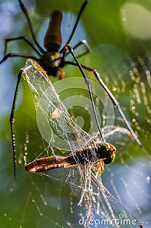 A large northern golden orb weaver or giant golden orb weaver spider is eating his prey. Nephila pilipes typically found in Asia Stock Photo