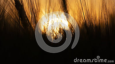 Large Nuclear explosion. View of nuclear fungus from behind wheat ears Stock Photo