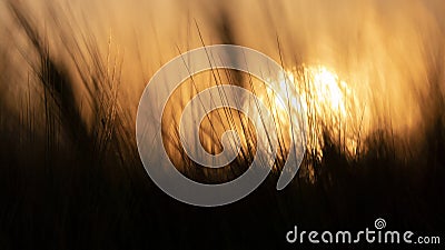 Large Nuclear explosion. View of nuclear fungus from behind wheat ears Stock Photo