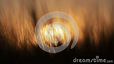 Large Nuclear explosion. View of nuclear fungus from behind wheat ears Stock Photo