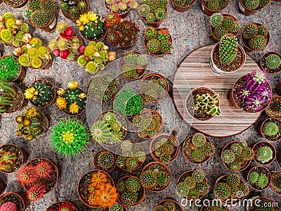 A large number of cacti. Cacti of different shapes and colors Stock Photo