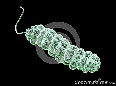 E coli Bacteria. vibrios type category. 3d illustration. Stock Photo