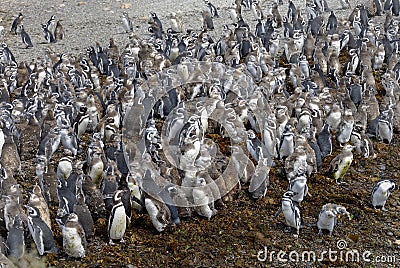 Large number of Magellanic Penguins Stock Photo