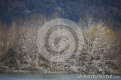 A large number of migratory birds perched on the trees Stock Photo