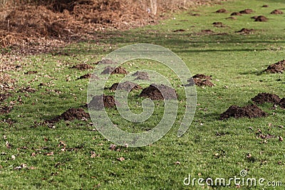 Large number of mole hills. Stock Photo