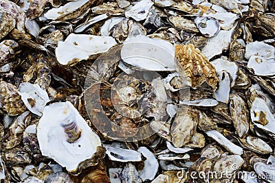 Large number of oyster shells Stock Photo