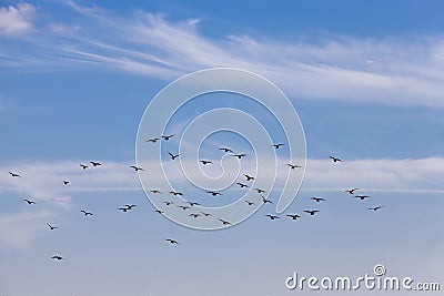 a flock of pigeons flying in the blue sky Stock Photo