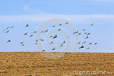 a flock of pigeons flying in the blue sky Stock Photo