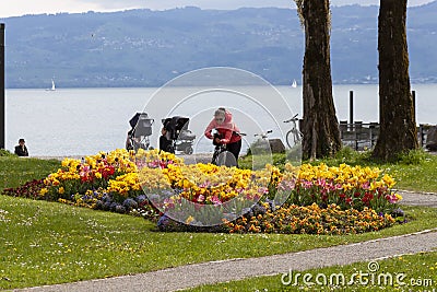 A large number of terry Monsella tulips on the shores of Lake Constance Editorial Stock Photo