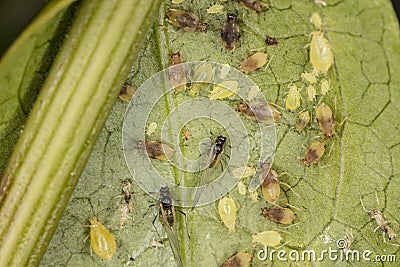 Large number of vermin on the green leaf Stock Photo