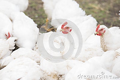 A large number of white adult broilers Stock Photo