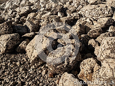 Large numbers of invasive zebra mussels Stock Photo