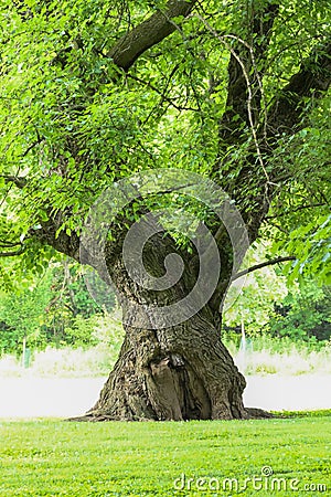 Large oak tree with twisting trunk Stock Photo