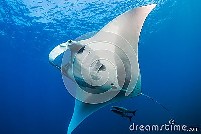 Large Oceanic Manta Ray Manta birostris in a blue tropical ocean at Thailand`s Similan Islands Stock Photo