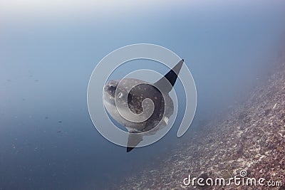 Large Oceanic Sunfish in deep water Stock Photo