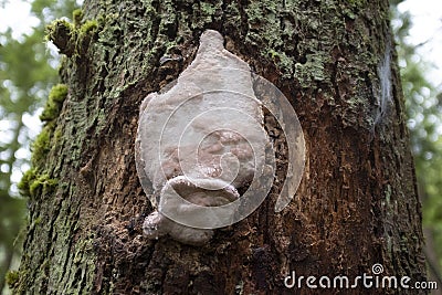 Large, oddly shaped white fungi growing on tree Stock Photo