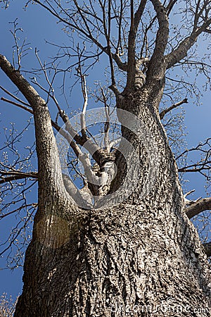 large old tree beneath a bright blue sky Stock Photo