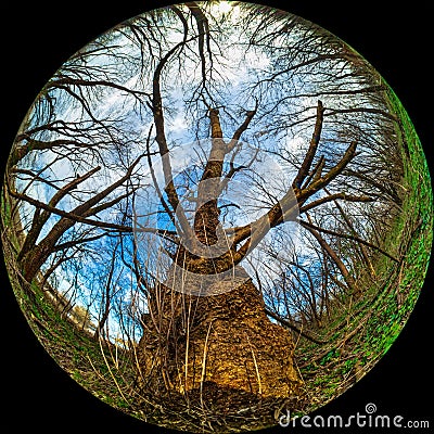 A large old tree with a thick trunk in the forest. Wide Angle round shot, circular photo Stock Photo