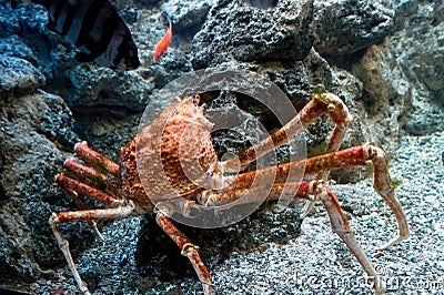 Large orange crab Stock Photo