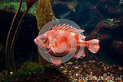 Large orange fish Stock Photo