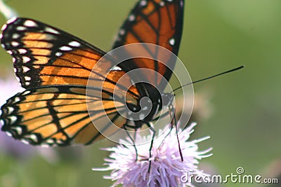 Large orange monarch butterfly perches on a light purple stringy flower Stock Photo