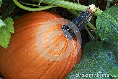 Large Orange Pumpkin growing in the garden Stock Photo