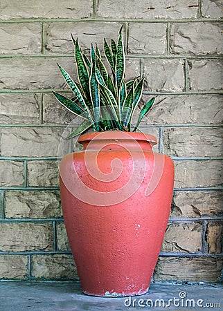 Large orange terra cotta urn with snake plant - Sanseviera trifciata - against a dun brick wall Stock Photo