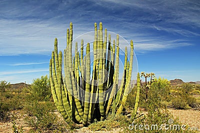 Large Organ Pipe Cactus in Organ Pipe Cactus National Monument Stock Photo